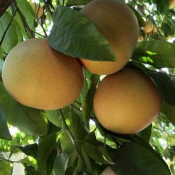 POMELO ROSE BIO - DESCLICS PAYSAN, LE GOÛT DU BIO SOLIDAIRE PRÈS DE CHEZ VOUS