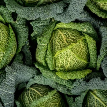 CHOU VERT FRISÉ BIO - DESCLICS PAYSAN, LE GOÛT DU BIO SOLIDAIRE PRÈS DE CHEZ VOUS
