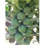 CHOU DE BRUXELLE LOCAL - DESCLICS PAYSAN, LE GOÛT DU BIO SOLIDAIRE PRÈS DE CHEZ VOUS