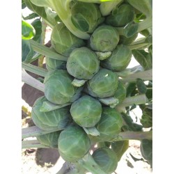 CHOU DE BRUXELLE LOCAL - DESCLICS PAYSAN, LE GOÛT DU BIO SOLIDAIRE PRÈS DE CHEZ VOUS