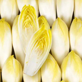 ENDIVE LOCAL - DESCLICS PAYSAN, LE GOÛT DU BIO SOLIDAIRE PRÈS DE CHEZ VOUS