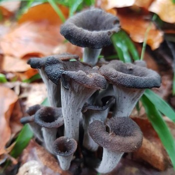 TROMPETTE DE LA MORT LOCAL - DESCLICS PAYSAN, LE GOÛT DU BIO SOLIDAIRE PRÈS DE CHEZ VOUS