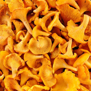 GIROLLES LOCAL - DESCLICS PAYSAN, LE GOÛT DU BIO SOLIDAIRE PRÈS DE CHEZ VOUS
