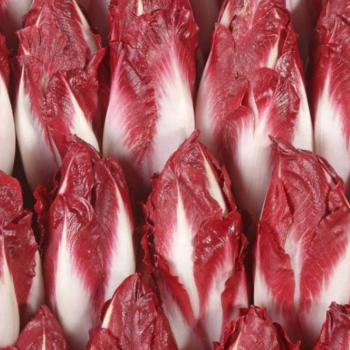 ENDIVE ROUGE LOCAL - DESCLICS PAYSAN, LE GOÛT DU BIO SOLIDAIRE PRÈS DE CHEZ VOUS