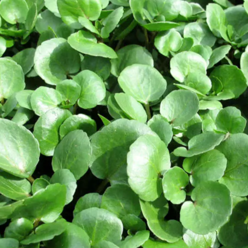 CRESSON DES FONTAINES BIO - DESCLICS PAYSAN, LE GOÛT DU BIO SOLIDAIRE PRÈS DE CHEZ VOUS CRESSON DES FONTAINES BIO - DESCLICS PAYSAN, LE GOÛT DU BIO SOLIDAIRE PRÈS DE CHEZ VOUS