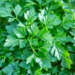 PERSIL PLAT BIO  - DESCLICS PAYSAN, LE GOÛT DU BIO SOLIDAIRE PRÈS DE CHEZ VOUS