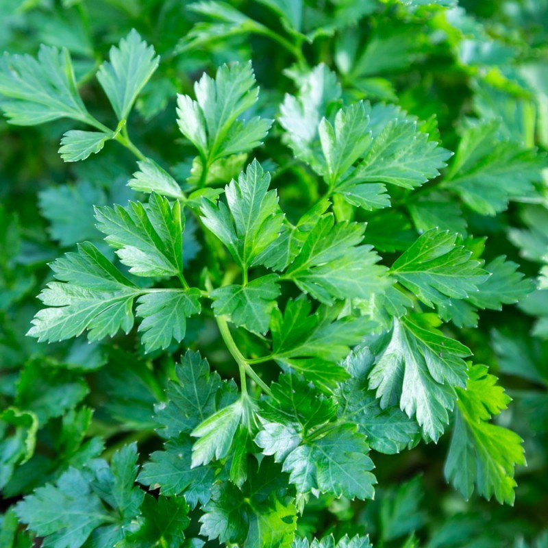 PERSIL PLAT BIO  - DESCLICS PAYSAN, LE GOÛT DU BIO SOLIDAIRE PRÈS DE CHEZ VOUS