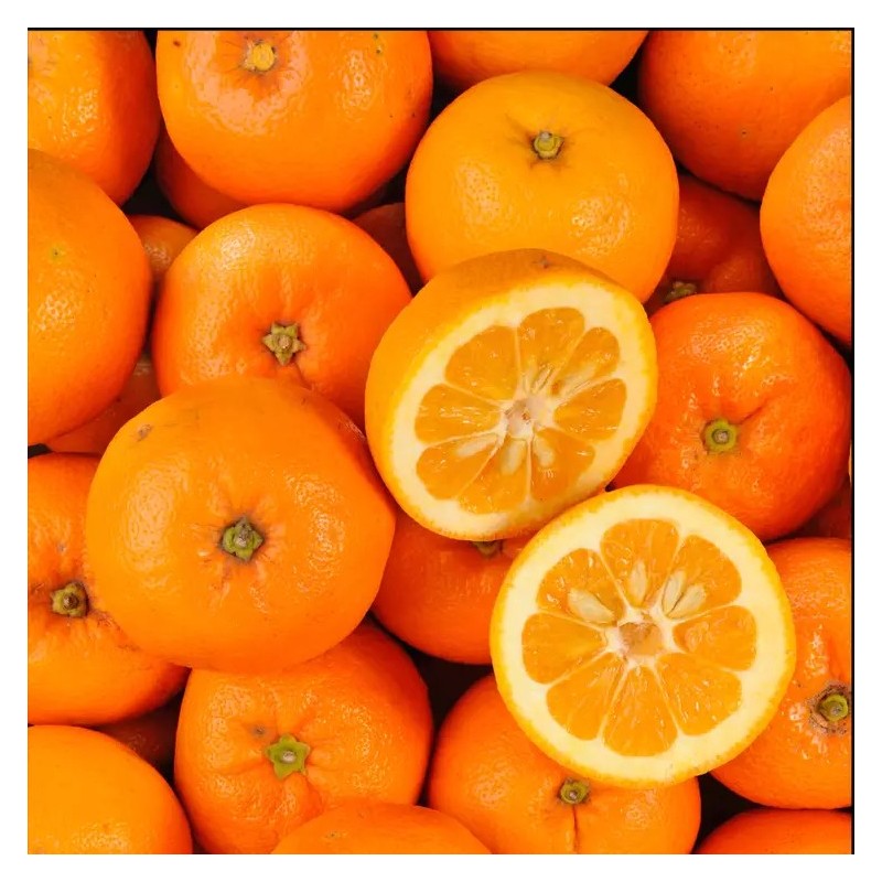 ORANGE BIO - DESCLICS PAYSAN, LE GOÛT DU BIO SOLIDAIRE PRÈS DE CHEZ VOUS ORANGE BIO - DESCLICS PAYSAN, LE GOÛT DU BIO SOLIDAIRE PRÈS DE CHEZ VOUS