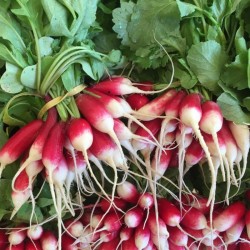 RADIS BOTTE LOCAL  - DESCLICS PAYSAN, LE GOÛT DU BIO SOLIDAIRE PRÈS DE CHEZ VOUS