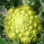 CHOU ROMANESCO LOCAL - DESCLICS PAYSAN, LE GOÛT DU BIO SOLIDAIRE PRÈS DE CHEZ VOUS