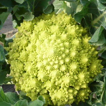 CHOU ROMANESCO LOCAL - DESCLICS PAYSAN, LE GOÛT DU BIO SOLIDAIRE PRÈS DE CHEZ VOUS