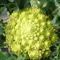 CHOU ROMANESCO LOCAL - DESCLICS PAYSAN, LE GOÛT DU BIO SOLIDAIRE PRÈS DE CHEZ VOUS