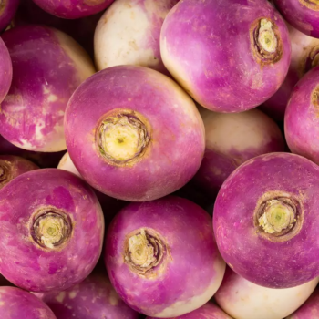 NAVET BIO - DESCLICS PAYSAN, LE GOÛT DU BIO SOLIDAIRE PRÈS DE CHEZ VOUS