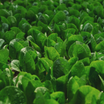 MÂCHE BIO - DESCLICS PAYSAN, LE GOÛT DU BIO SOLIDAIRE PRÈS DE CHEZ VOUS