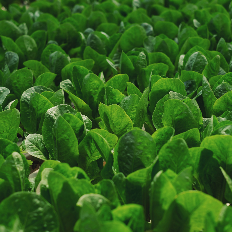 MÂCHE BIO - DESCLICS PAYSAN, LE GOÛT DU BIO SOLIDAIRE PRÈS DE CHEZ VOUS