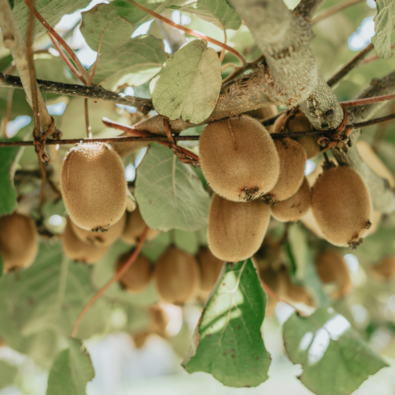 KIWI LOCAL - DESCLICS PAYSAN, LE GOÛT DU BIO SOLIDAIRE PRÈS DE CHEZ VOUS