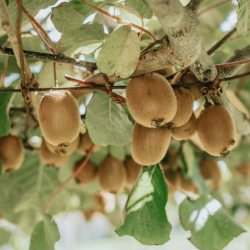 KIWI LOCAL - DESCLICS PAYSAN, LE GOÛT DU BIO SOLIDAIRE PRÈS DE CHEZ VOUS