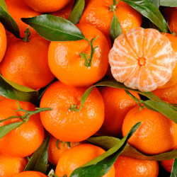 CLÉMENTINE DE CORSE BIO - DESCLICS PAYSAN, LE GOÛT DU BIO SOLIDAIRE PRÈS DE CHEZ VOUS