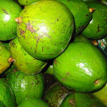 GROS AVOCAT SAUVAGE - DESCLICS PAYSAN, LE GOÛT DU BIO SOLIDAIRE PRÈS DE CHEZ VOUS
