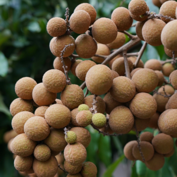 LONGANE BIO   - DESCLICS PAYSAN, LE GOÛT DU BIO SOLIDAIRE PRÈS DE CHEZ VOUS