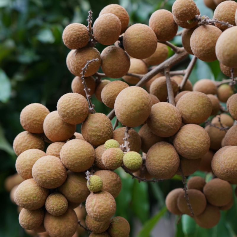 LONGANE BIO   - DESCLICS PAYSAN, LE GOÛT DU BIO SOLIDAIRE PRÈS DE CHEZ VOUS