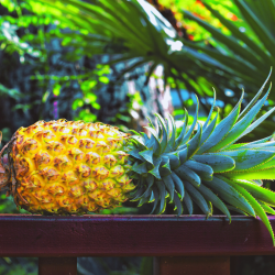 ANANAS BIO - DESCLICS PAYSAN, LE GOÛT DU BIO SOLIDAIRE PRÈS DE CHEZ VOUS