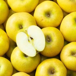 POMME CHANTECLERC BIO - DESCLICS PAYSAN, LE GOÛT DU BIO SOLIDAIRE PRÈS DE CHEZ VOUS