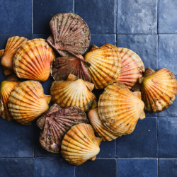 COQUILLES SAINT JACQUES À DÉCOQUILLER - DESCLICS PAYSAN, LE CHOIX DES PRODUCTEURS PRÈS DE CHEZ VOUS
