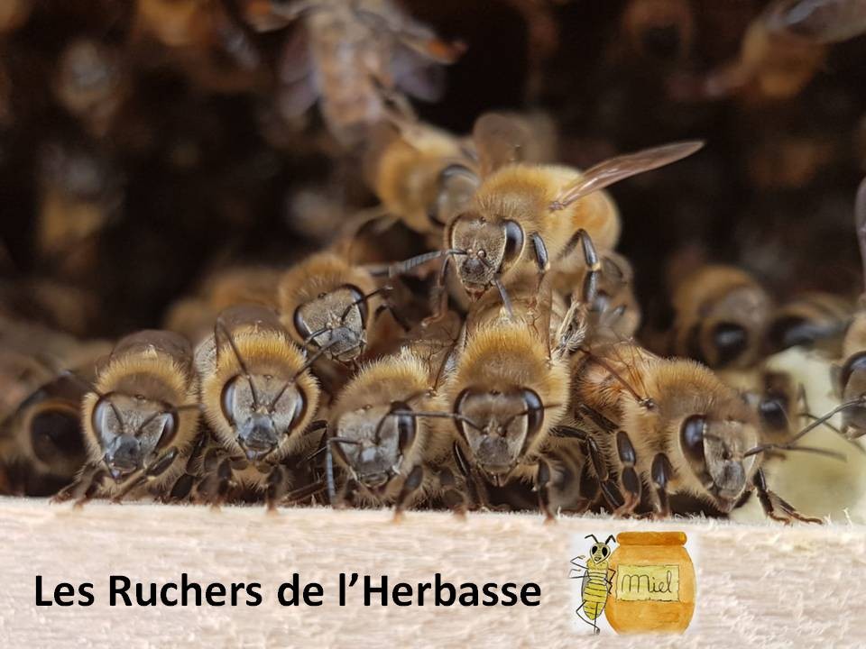 LES RUCHERS DE L'HERBASSE