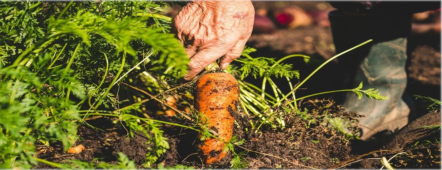 DES CIRCUITS COURTS - DESCLICS PAYSAN, BIO LOCAL ET SOLIDAIRE